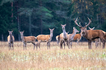 Naklejka na ściany i meble Autumn idyll. A herd of deer led by a leader.