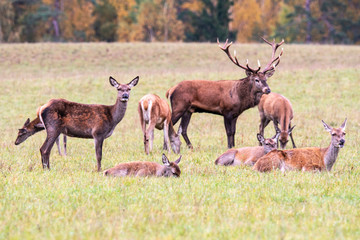 Autumn time. A small herd of deers graze at the forest edge © Stanislau Vyrvich