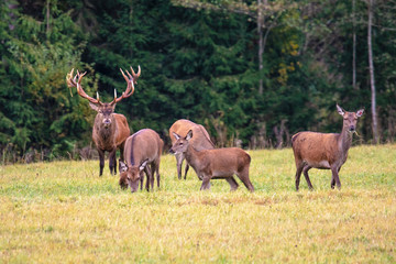  Autumn. A proud deer guards his herd of four girlfriends.