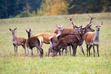 Naklejka na ściany i meble Autumn. A herd of deer, led by the leader, got caught in a pile and saw the enemy.