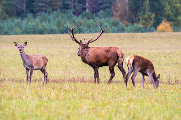 Autumn time. A handsome deer and his two girlfriends graze at the forest edge. © Stanislau Vyrvich