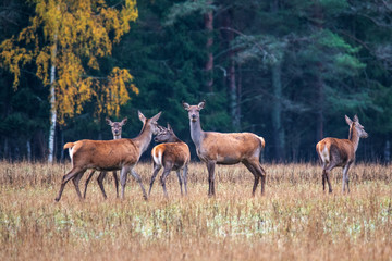 Naklejka na ściany i meble Autumn Five deer girlfriends are walking at the forest edge.