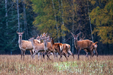  A herd of young deer flaunts in a forest meadow on an autumn evening. © Stanislau Vyrvich