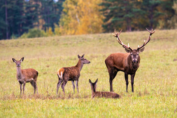 Autumn idyll. A deer and three girlfriends are resting on a hill near the forest. © Stanislau Vyrvich