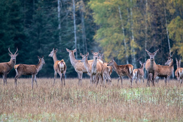 A large herd of deers on the background of the autumn forest © Stanislau Vyrvich