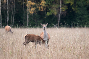 Two girlfriends deer meet the dawn in a forest glade © Stanislau Vyrvich
