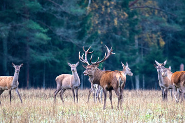 A deer with branching horns flaunts at the head of its herd