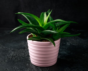 Aloe vera succulent house plant dark green leaves in pink pot, cachepot on black background