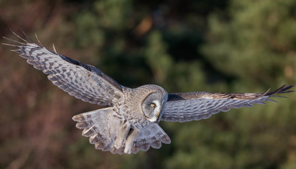 The owl´s silent flight