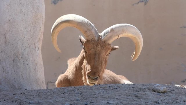 A Barbary Sheep head close up showing off its impressive horns (Ammotragus lervia).