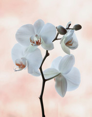 Biała Orchidea