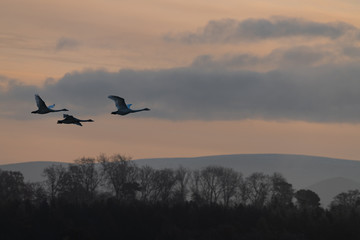 Flying Swan Silhouettes at Sunrise