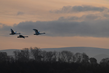 Fototapeta na wymiar Flying Swan Silhouettes at Sunrise