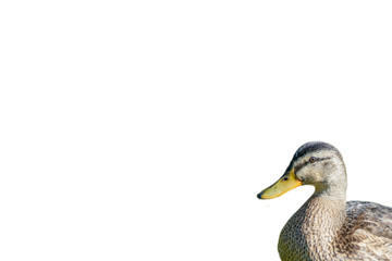 duck on a blue background BW