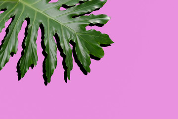 split leaf philodendron on pink background © kampon