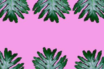 split leaf philodendron on pink background