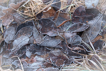 frozen leaves in hoar late fall in the cold
