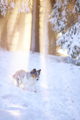 Sheltie läuft im Schnee