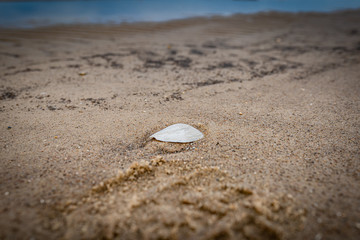 Muschel im Sand