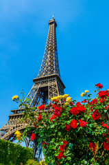 The Eiffel Tower seen from beyound read and yellow roses in Paris, France