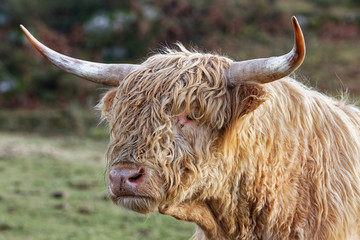 Vache highland