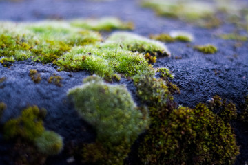 Background or texture of stone and green moss with white spots. Facade of the old building. Plant. Flora.