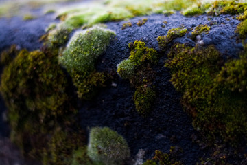 Background or texture of stone and green moss with white spots. Facade of the old building. Plant. Flora.