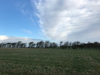 Fototapeta premium landscape with green field and tree row in the center, beautiful clouds