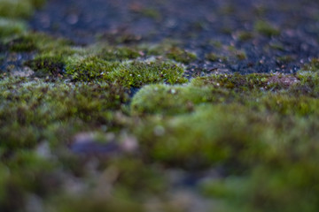 Background or texture of stone and green moss with white spots. Facade of the old building. Plant. Flora.