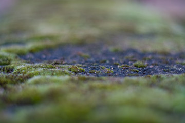 Background or texture of stone and green moss with white spots. Facade of the old building. Plant. Flora.