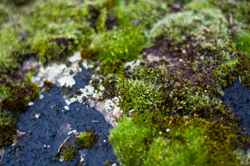 Background or texture of stone and green moss with white spots. Facade of the old building. Plant. Flora.