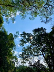 trees and blue sky