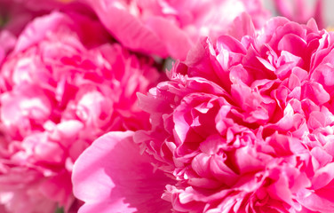 Obraz premium floral theme: pink peonies background, bright natural petals close up