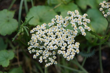white small flowers on a background of green leaves