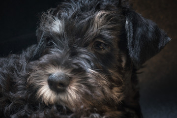 Close up miniature schnauzer puppy portrait.