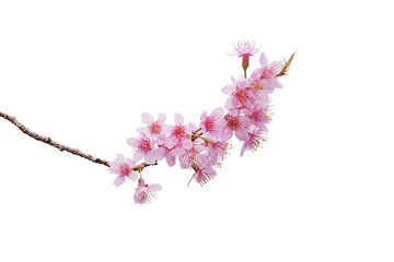 Sakura flowers, a bunch of wild Himalayan cherry blossom pink flowers with young leaves budding on tree twig isolated on white background with clipping path.