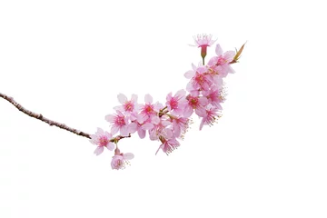 Rolgordijnen Sakura flowers, a bunch of wild Himalayan cherry blossom pink flowers with young leaves budding on tree twig isolated on white background with clipping path. © Chansom Pantip
