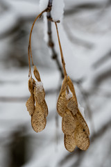 dry tree seeds in winter on the branches of which snow macro photo
