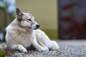 Portrait of a dog breed West Siberian Laika sitting outdoors in a yard.