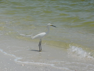 Strandvogel - baden im Meer