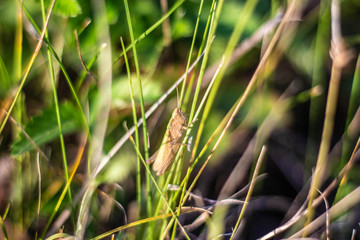 grasshopper in the grass