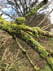 picture with shrub fragments on blurred background