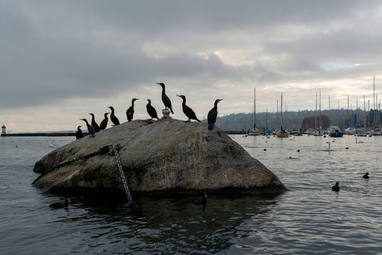 Cormorans sur un rocher dans le port de Gen&egrave;ve