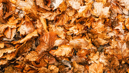 Backgrounds and textures. Background from yellow dry autumn leaves. Autumn time.