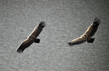 buitre leonado volando en un parque natural