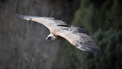 buitre leonado volando en un parque natural