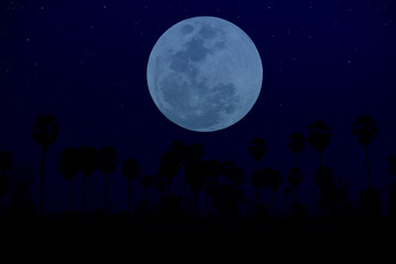 Fototapeta na wymiar Dark night with full moon and blurred silhouette trees.