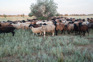 Flock of sheep grazing in the steppe