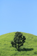 Obraz premium 丘と木と