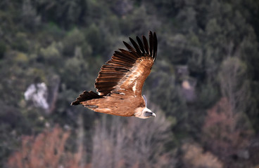 buitre leonado volando en un parque natural